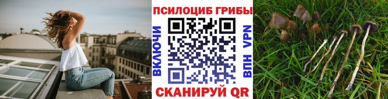 Псилоцибиновые грибы GOLDEN TEACHER  где найти   Бор 