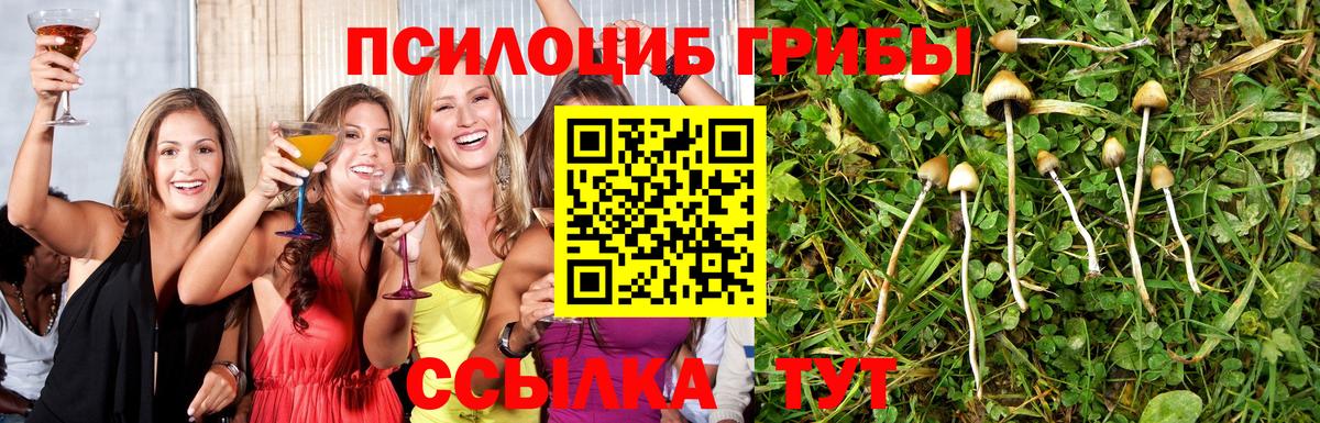 Галлюциногенные грибы Psilocybe Бор